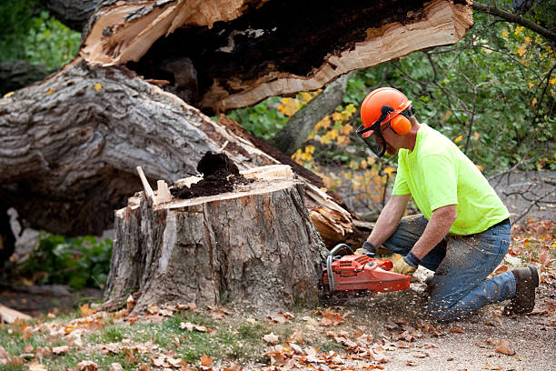 Best Arborist Consultation Services  in Waverly, OH