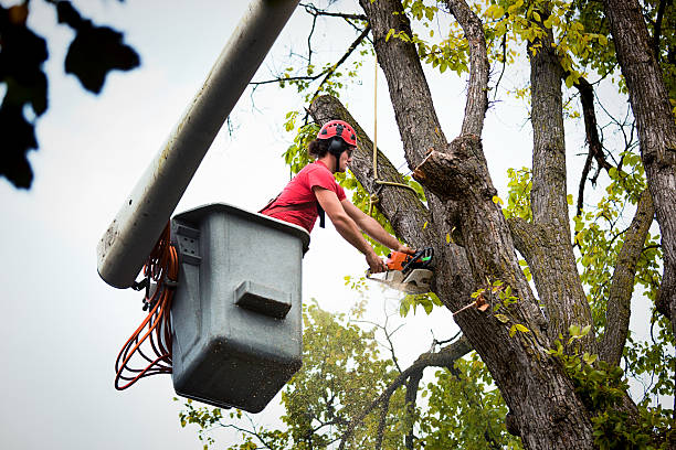 How Our Tree Care Process Works  in  Waverly, OH