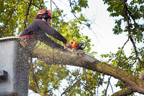 Professional Tree Care  in Waverly, OH