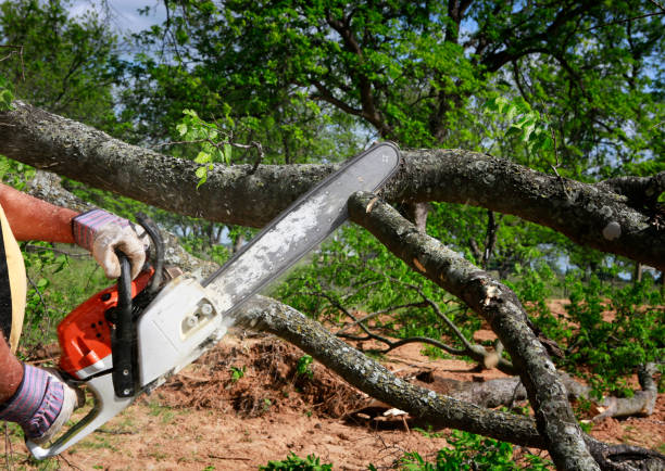 Best Commercial Tree Services  in Waverly, OH