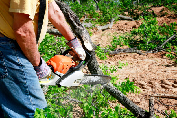 Best Tree Trimming and Pruning  in Waverly, OH